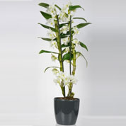 Dendrobium Branca + Cachep Antracite